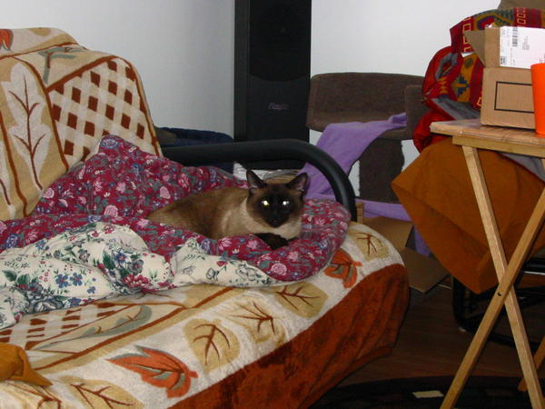 MOM! Quit with the flashes!