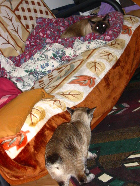 Heidi checkin Coda out again.