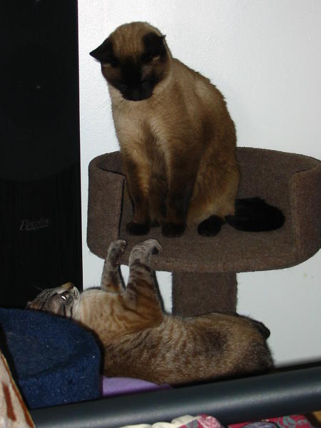I love the cat tree!