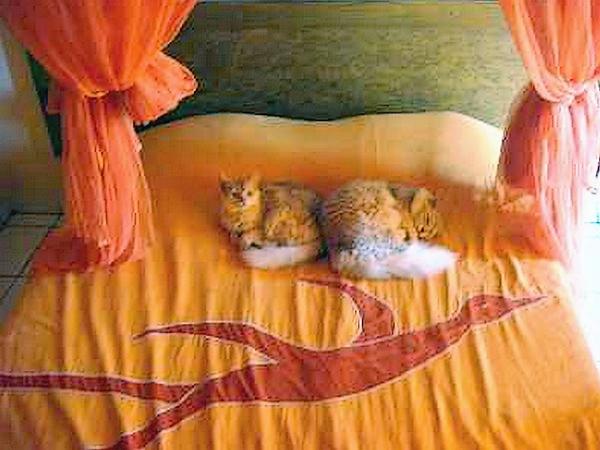 Triskell and Twix are now in Mayotte... 
They feel cooooool...!

(photo from their owner)