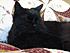 Pictures of our 8GR8CATS- Puffy, Sunny, Moony, Furby, Candy, Tommy, Joy & Pride.