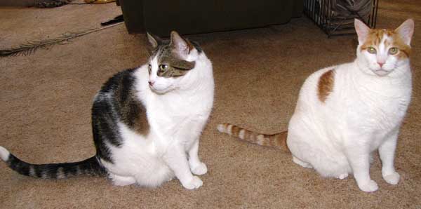 Moony & Sunny