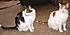 Moony & Sunny