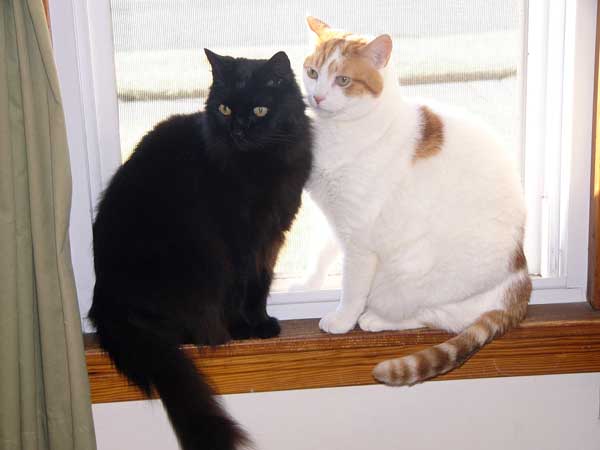 Puffy & Sunny