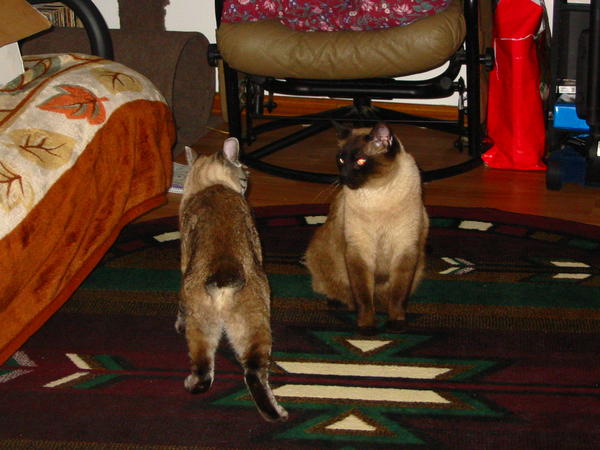 IMG 0737