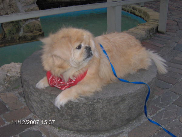 Rufus Puppy, King of our critter castle!  My favorite photo of him..... could not be a more pefect picture of him.. he loves to 'People Watch' and we do this often together.