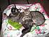 My cats