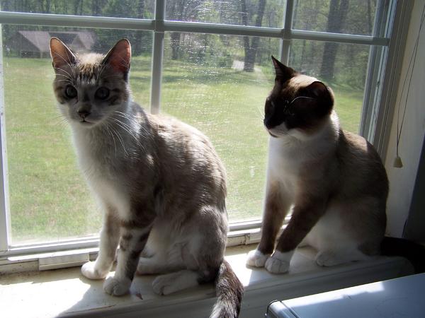 how much are those kitties in the window?