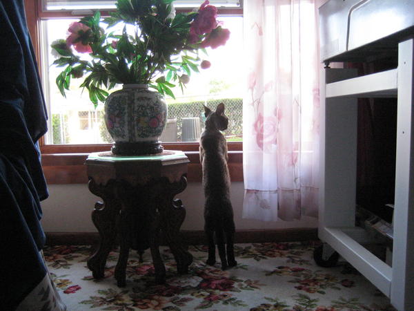 Sebastian window gazing