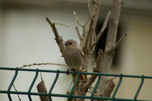 This one has decided to make a nest in our garden