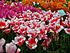 DSCN1710