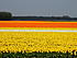 Keukenhof park, the NL, 2005