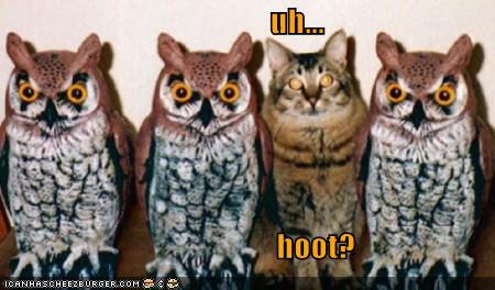 threeowlsandcat