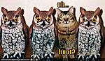 threeowlsandcat
