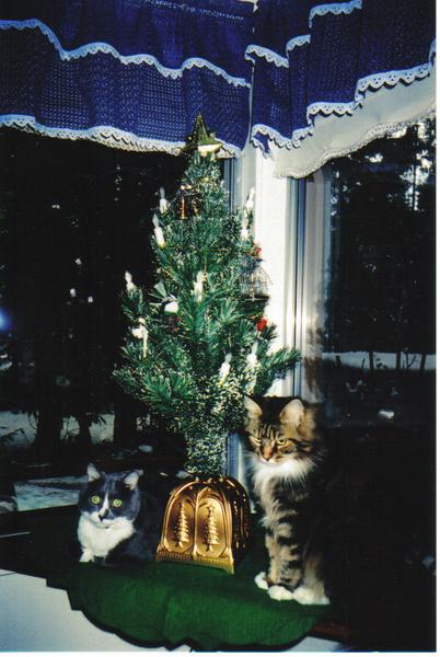 Two of our kitties at Christmas time under the tree in 2002 or 2003.   The one on the right was our Maine Coon Cat who belonged to our son.  She was a former show queen and lovely girl. Sadly,  she was lost a few years ago.  We have trusted that she was adopted by a good family. The kitty on the left is still with us.  He is 8.