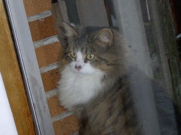 Janni...our girl. She is a Maine Coon Mix, has the personalitya nd some markings, but too small to be pedigree.  We rescued her from a shelter in January of 2004.  They called her "Miss January" so we named her "Janni".  She was found by kind people in after she wandered into their garage after being lost in the woods and they brought her to the shelter.  She is very affectionate and my constant companion.