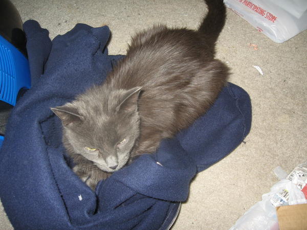 Meowmie, I'm going to lie on your sweatshirt so you can't put it on; and if you can't put it on, then you won't leave, right?