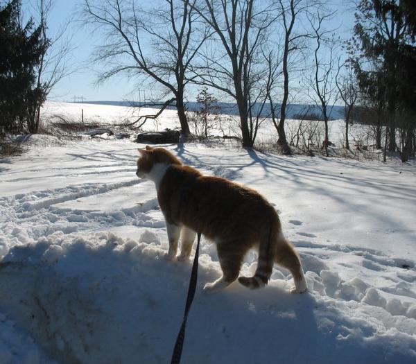 king of the hill2009