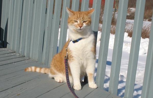 snow kitty 2009