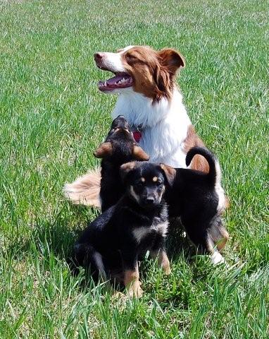 Zoey & pups