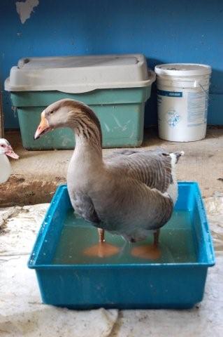 Bruce tub
