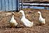 3 Pekins