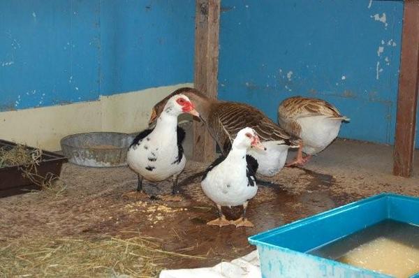 Muscovies