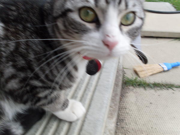 He loves to sit on the porch!