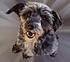 Sadie