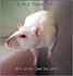 Sadie the Rat