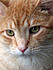 Oliver