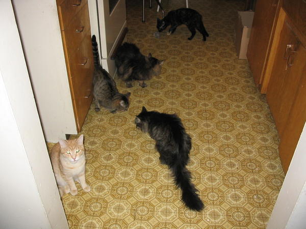 A rare shot of all 5 cats together in the same spot - it was treat time ;)