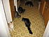 A rare shot of all 5 cats together in the same spot - it was treat time ;)