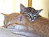 Chicken Nugget (orange female) & Freddy (brown tabby female) - foster kittens :)