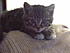 Scooby - brother to the previous kittens :)
