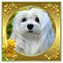 Snowdrop the Maltese