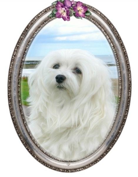 Snowdrop the Maltese