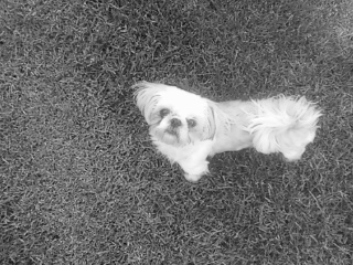 I took this picture myself. She was looking up at the camera because I had a treat in my hand. She got it in the end.. just an add!