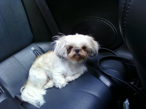 This is my puppy Bella. She is currently 2 years of young age. She is a Shih-Tzu.. Toy Shih-Tzu
Gold, white, black and gray