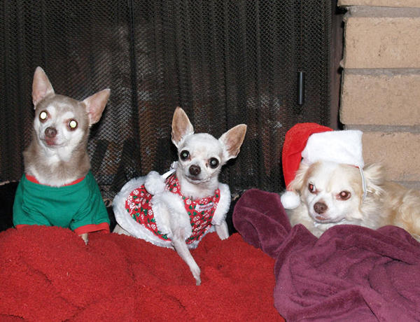 Christmas chihuahuas