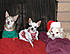 Christmas chihuahuas