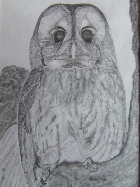 Tawny Owl