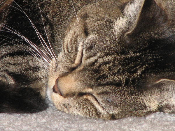 Zippy sleeping