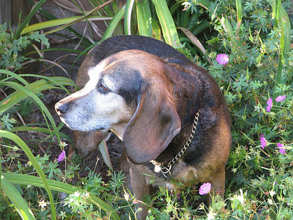 Ginger in Bushes.