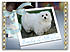 Snowdrop Blue Ribbon