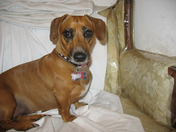 Ella Bella (Beanie Baby)