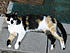 Spot (Spotted Brat Cat)