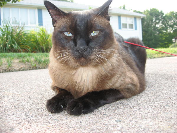 Big Boy Koko