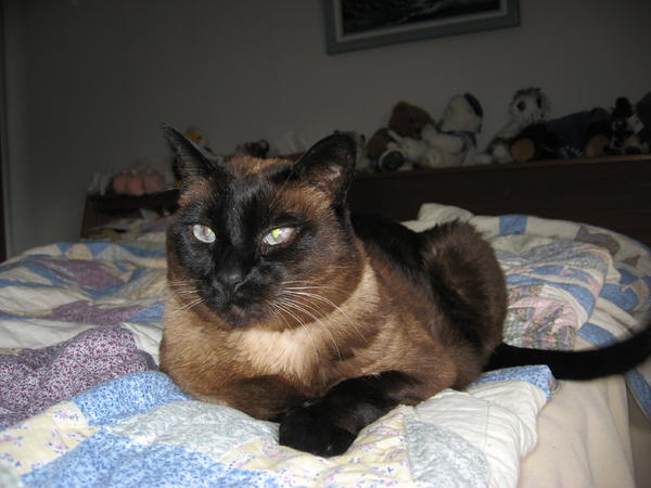 Koko bed