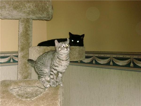 Loki and Lil Bit